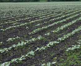 Zemědělský export Ukrajiny se v květnu zvýšil o 80 pct., je pod loňskou úrovní