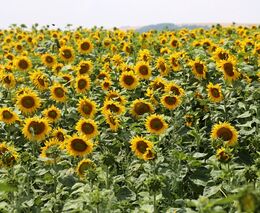 Sklizeň obilí na Slovensku má být průměrná, sucho může ovlivnit podzimní úrodu 