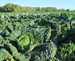 Zelináři: Plochy se zeleninou v ČR na jaře klesly téměř o tři pct na 11.396 ha