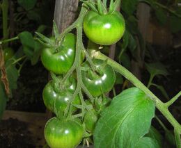 Nadechuji se a vnímám tuhle řepu