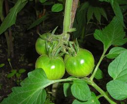 Inteligentní robotický systém předpoví sklizeň rajčat i odhalí škůdce