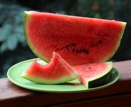 Melouny miloval odmalička, teď je pěstuje ve velkém a zkouší i pálenku