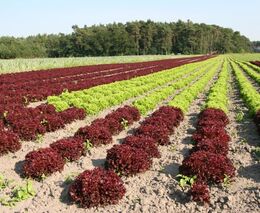 Polsko je zemí malých sedláků, přesto nás cenami drtí. Jak je to možné?