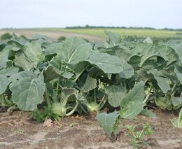 O samosběr zeleniny je velký zájem, do polí vyrazí tisíce lidí