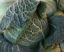 Čerstvá a lokální zelenina na poušti i ve městě. Pěstování v kontejnerech slibuje revoluční změny