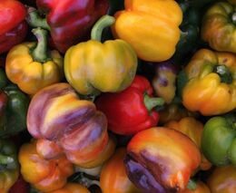 Paprika jako luxus? Můžou za to ceny energií, skleníky pozastavily produkci, tvrdí šéfka zelinářů