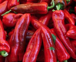 Osivo rajčat a paprik se bude muset testovat na vir vrásčitosti