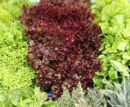 Mají titul, ale dřou se na farmě. Environmentální žal přivedl mladý pár k zemědělství