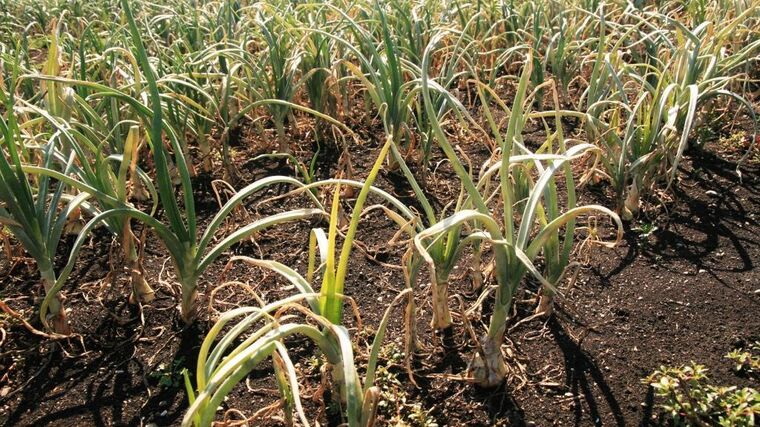 Farmář pěstuje zeleninu přímo mezi ranvejemi. Půdu letišti neprodá ani za miliony