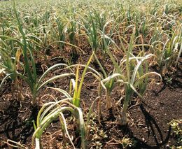 Seminář „Pěstování česneku: Výzkum a praxe“