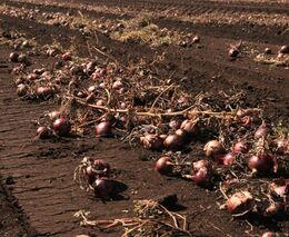 Pro cibuli nebo brambory z pole jezdí lidé i stovky kilometrů