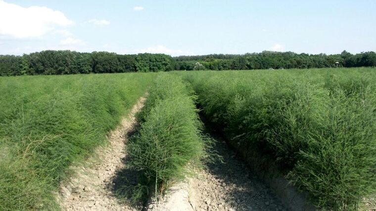 Boj o dělníky v zemědělství. Jejich nedostatek už ohrožuje sklizeň i v Česku