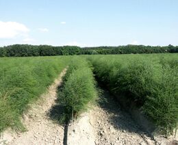 Boj o dělníky v zemědělství. Jejich nedostatek už ohrožuje sklizeň i v Česku