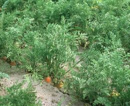 Pole se zeleninou u Těšetic zaplnili sběrači, hitem jsou rajčata a melouny