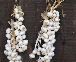 Český česnek je hlavní devízou rodinné farmy