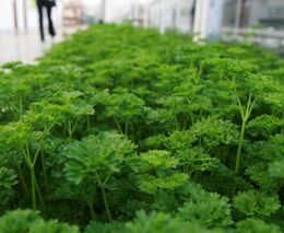 Pavel Lukáč pěstuje zeleninu za pomoci ryb. Se svými záhony uspěl i v soutěži