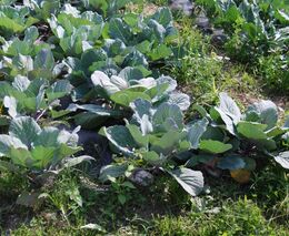 Po hedvábné stezce putovalo nejen zboží, ale i rostlinné viry
