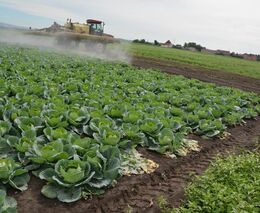 Osevní plocha zeleniny v ČR vzrostla, přibylo zelí, mrkve i okurek 