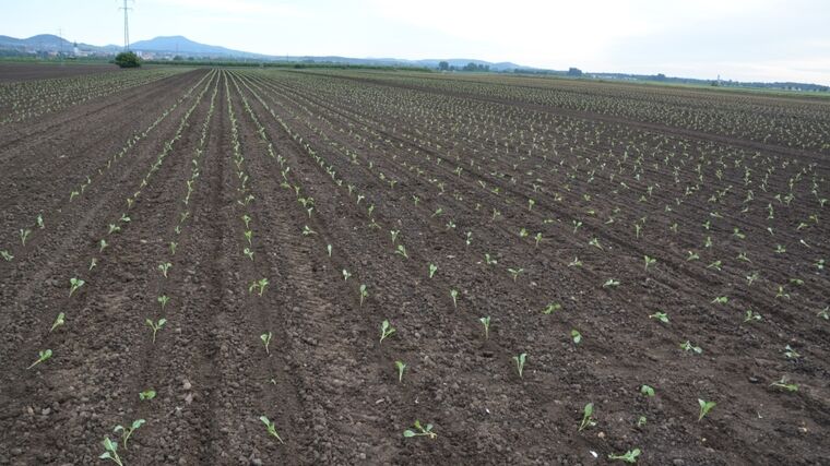 Tuzemským zelinářům kvůli koronaviru chybí zahraniční brigádníci