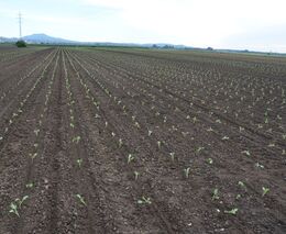 Tuzemským zelinářům kvůli koronaviru chybí zahraniční brigádníci