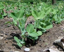 ČZU rozjíždí výzkumný projekt produkce kvalitních regionálních potravin podpořený prestižním grantem