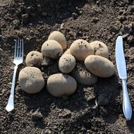 Úroda brambor je podle svazu kvůli suchu někde nižší i o třetinu, cena poroste