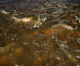 Kapro-kachní hospodářství má své nástupce