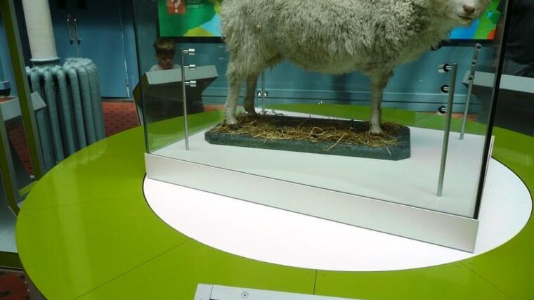 Ovečka Dolly slaví 25 let