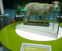 Ovečka Dolly slaví 25 let