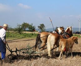Pozvánka na "Mistrovství České republiky v orbě "