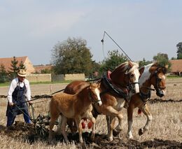 Kolektivizace zpřetrhala vztah k půdě