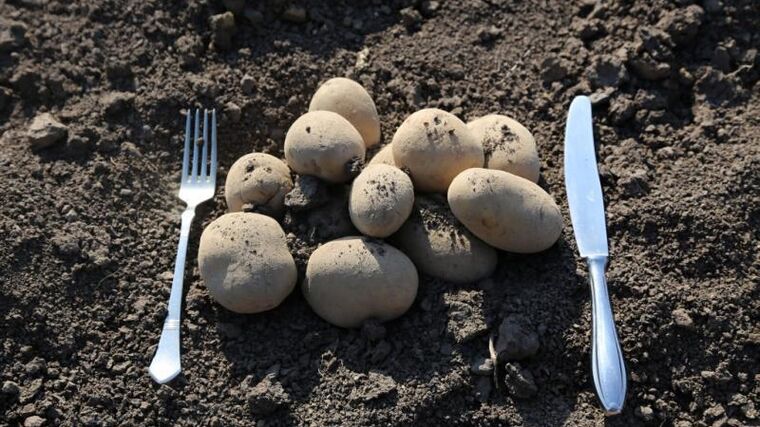 Brambory jsou nejjednodušší cesta, jak dostat biopotraviny do školních jídelen