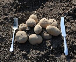 Brambory jsou nejjednodušší cesta, jak dostat biopotraviny do školních jídelen