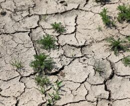 17. červen je dnem boje proti suchu a rozšiřování pouští