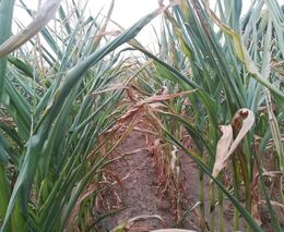 Sněmovna schválila možnost vzniku komisí pro stavy sucha