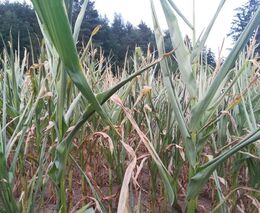 Týden podle PH č. 31 - 2018 (pH týdne: 5)