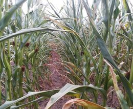 Česko dál vysychá. Obce na jihu Moravy zakazují používat pitnou vodu k zalévání