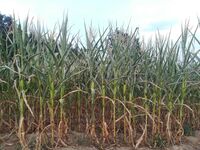 Chránit přírodu, to znamená v ní dobře hospodařit