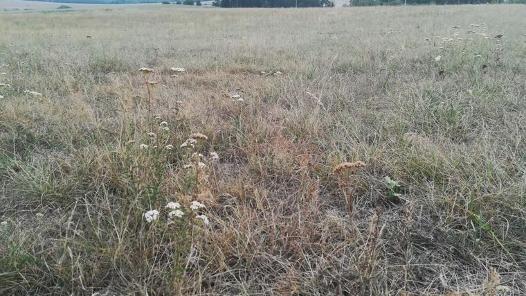 Sucho už těžce zasáhlo porosty, některé stromy letos nepřežijí