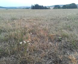 Sucho už těžce zasáhlo porosty, některé stromy letos nepřežijí