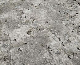 Invaze hrabošů na Olomoucku. Nájezdy na úrodu překonávají pohromu 2019