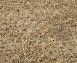 ASZ ČR vyzývá k systémovému řešení příčin i důsledků přemnožení hrabošů