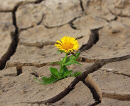 Týden podle PH č. 18 - 2020 (pH týdne: 5)