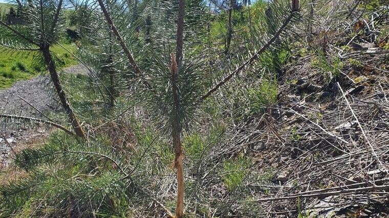 Poslanci včera zrušili šanci na obnovu českých lesů po kůrovcové kalamitě