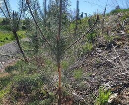 Poslanci včera zrušili šanci na obnovu českých lesů po kůrovcové kalamitě