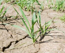 Na boj proti suchu vynaloží ministerstvo životního prostředí přes 10 mld. Kč