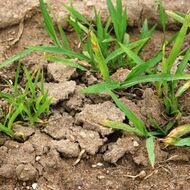 Sucho v Česku se prohlubuje, ještě hůř je na tom Polsko, říká odbornice