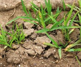 Týden podle PH č. 25 - 2017 (pH týdne: 10)