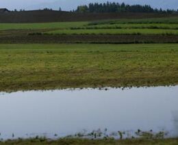 Neprávem opomíjené trubky