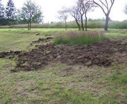 Jak na škody z přemnožené zvěře? Musíme se zbavit komunistického pojetí myslivosti, říká D. Pitek